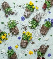 Summer flowers pattern with roots and earth. Various colorful blooming pansies at pale blue background. Gardening concept with plants Garden work. Top view. photo