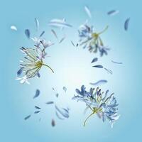 Floral frame with flying flowers and petals at blue background. Spring and summer levitation backdrop with blossom. Front view. photo