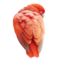 a red parrot on a transparent background png
