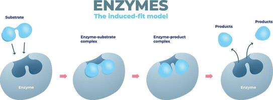 Enzyme induced fit model diagram vector