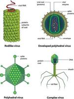 type of viruses types illustration diagram vector