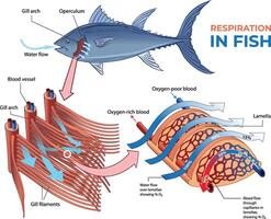 illustration of respiratory system in a fish vector