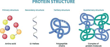 illustration of protein structure diagram vector
