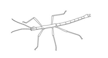 Drawing of a bug with long legs vector
