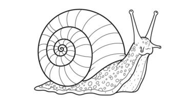 A snail coloring page with a black and white image vector