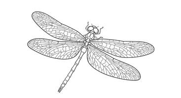 A dragonfly coloring page vector