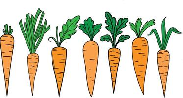 Harvest Carrots Vectors Art for Seasonal and Autumn Themes