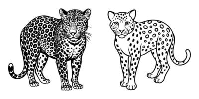 Two Majestic Leopards Black and White Line Art Illustrations vector