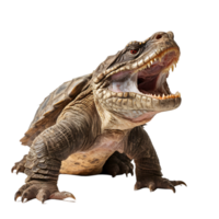 Powerful snapping turtle displaying its jaw strength in a freshwater habitat nature photography close-up perspective png