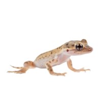 Tiny gecko clinging to invisible surface in desert habitat, macro animal photography, close-up nature view, adaptability concept png