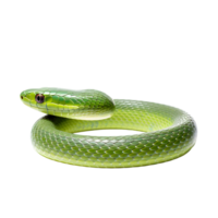 Coiled vine snake in a natural environment captured from a close perspective revealing unique body structure png