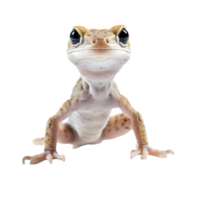 Tiny gecko clinging to invisible surface close-up nature photography macro environment vertical view unique adaptation png