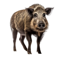 Wild boar displaying sharp tusks in its natural habitat wildlife photography forest environment close-up view png