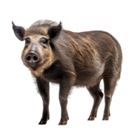 Wild boar displaying sharp tusks in a natural habitat wildlife photography forest setting close-up view png