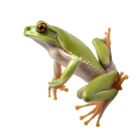 Tree frog climbing with sticky toes in a lush rainforest nature photography close-up view vibrant environment png
