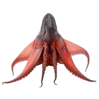 Vampire squid displaying webbed tentacles in the deep sea marine life photography mysterious environment underwater perspective png