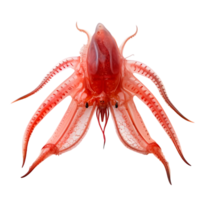 Spectacular display of a vampire squid spreading webbed tentacles in the ocean depths underwater photography marine life close-up view png