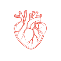 Red Anatomical Heart Illustration on Black Background Graphic Health Concept png