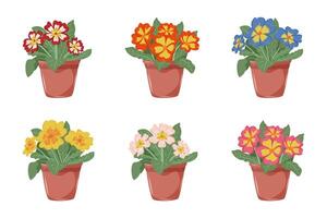 Set of primroses of different colors. Collection of houseplants in flower pots. Decoration for home, office, flower shop. Isolated illustration on white background. vector