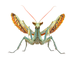 detailed illustration of praying mantis with vibrant colors and intricate patterns, showcasing its unique features and defensive stance. This insect is isolated transparency background png