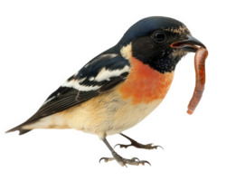 bird holding worm in its beak, showcasing vibrant colors and intricate details. This captures essence of nature and wildlife png