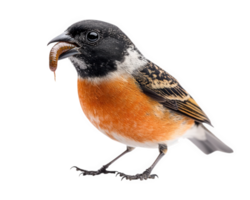 bird with black head and orange chest holds worm in its beak, showcasing its hunting skills. This captures essence of nature and wildlife png