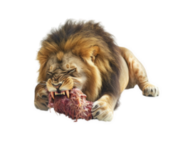 lion fiercely eating prey, showcasing its powerful jaws and sharp teeth. scene captures raw strength and natural instincts of this majestic animal in striking manner png