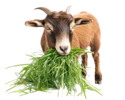 goat eating fresh grass, showcasing its natural behavior in vibrant setting. This captures essence of farm life and connection between animals and nature png