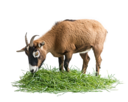 goat eating grass on transparency background, showcasing its natural behavior and texture of fur. This captures essence of farm life and animal feeding png