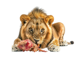 lion eating prey, showcasing its powerful jaws and fierce expression. animal majestic mane and intense gaze highlight its predatory nature png