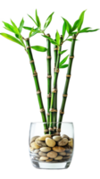 Bamboo plant in glass vase with pebbles, adding touch of nature to any space. This elegant arrangement enhances decor with its vibrant green leaves and natural elements png