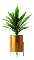 vibrant dracaena plant in tall, golden planter adds touch of elegance to any space. Its lush green leaves create refreshing atmosphere, perfect for home or office decor png