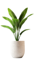 dracaena plant in tall, textured planter adds touch of greenery to any space. Its vibrant leaves create refreshing atmosphere, perfect for home or office decor png