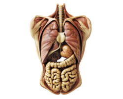 Anatomical illustration of human torso showing internal organs, muscles, and systems. This detailed representation highlights complexity of human anatomy and its functions png