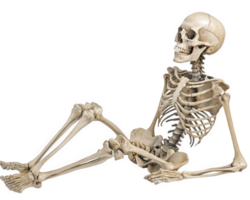 detailed human skeleton in relaxed pose, showcasing anatomical features and structure. This full body representation is ideal for educational purposes and anatomical studies png
