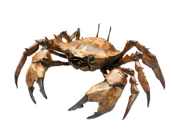 Crab isolated on transparency background, showcasing its detailed features and textures. This seafood item is perfect for culinary presentations or educational purposes png