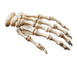 skeletal hand isolated on transparency background, showcasing detailed bone structure and anatomy. This is ideal for educational purposes and medical illustrations png