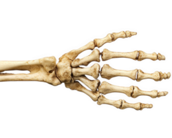 The skeleton of a hand with a bone in it png