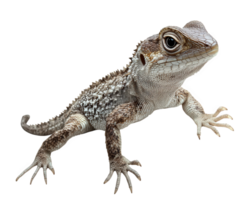 Lizard with textured skin and prominent eyes, isolated on transparency background, showcasing its unique features and natural habitat png