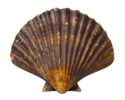 Scallop shell isolated on transparency background, showcasing its intricate texture and natural colors. This beautiful shell adds touch of marine elegance to any decor png