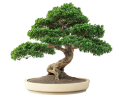 beautiful bonsai tree with lush green foliage, showcasing intricate branches and textured trunk, sits in simple wooden pot, symbolizing tranquility and nature artistry png