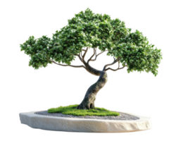 Bonsai tree with lush green leaves, showcasing intricate branches and unique trunk shape, set on stone base with moss and gravel, perfect for decoration png