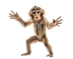 playful monkey with outstretched arms, showcasing lively expression. This animal is isolated on transparency background, perfect for various creative projects png