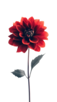 vibrant red flower with layered petals and green leaves, isolated on transparency background, exuding beauty and elegance png