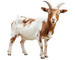 A goat with long horns standing on a black background png