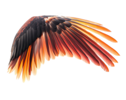 An image of a bird with its wings spread png