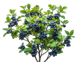 A bush with blue berries on a black background png