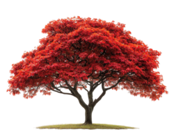 A red tree with a large leaf on top png