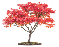 A red maple tree with a black background png
