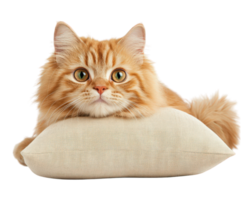 A cat laying on a pillow png